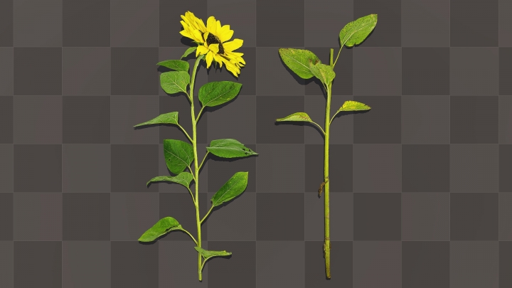 Tall Sunflower Flower