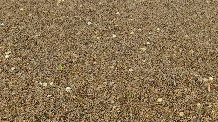 Soil Covered with Pine Needles
