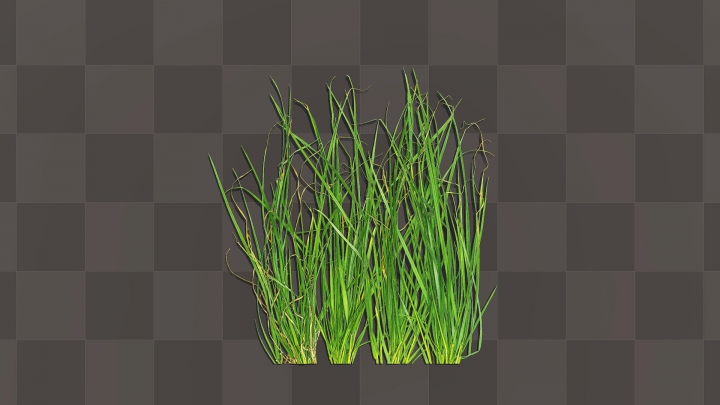 Green Grass Bush