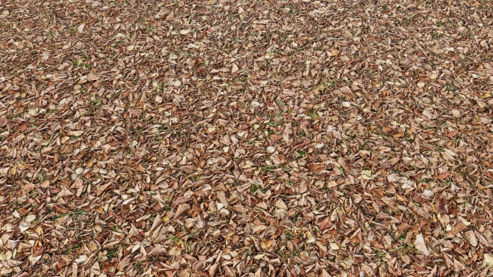 Autumn Leaves on the Grass