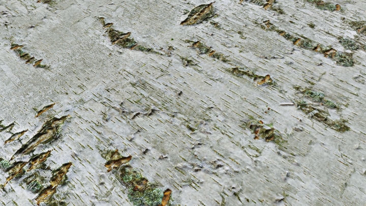 Bark of a Large Birch