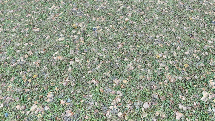 Grass with Fallen Leaves