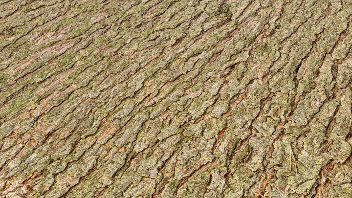 Green Pine Bark