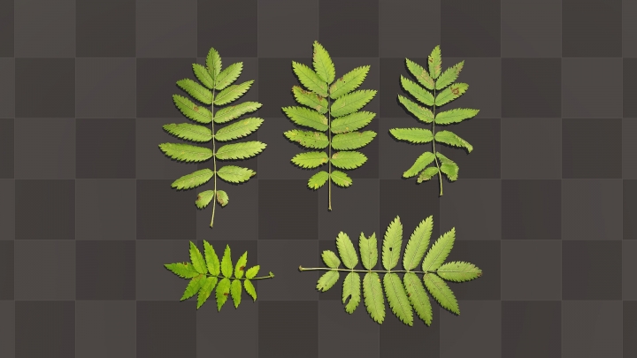 Rowan leaves