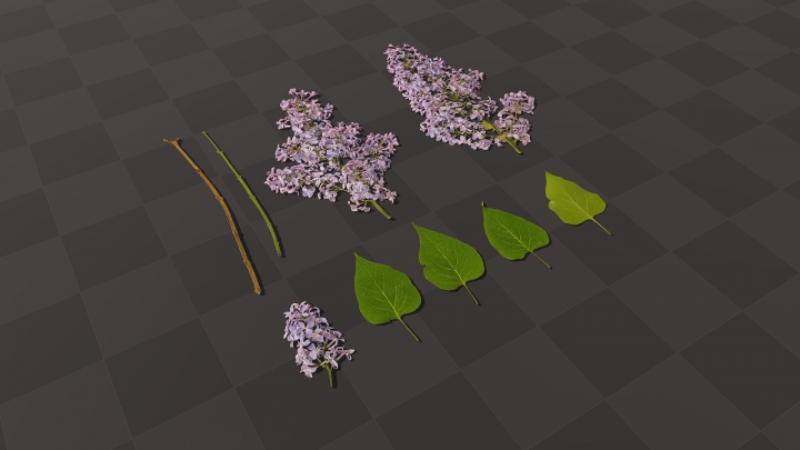 Lilac Flowers and Leaves