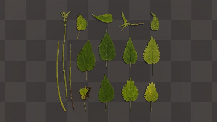 Nettle Leaves and Stems