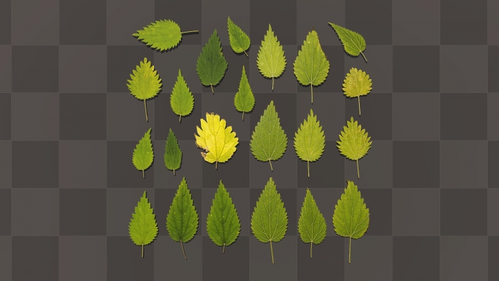 Different Nettle Leaves