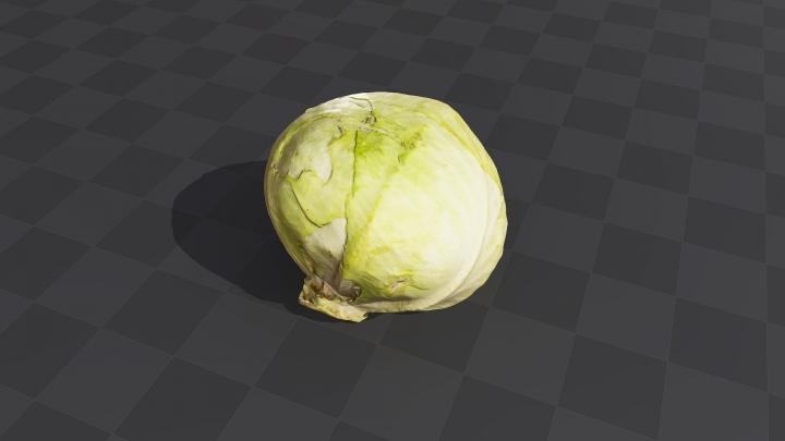 Head of Young Cabbage