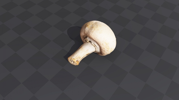 Mushroom «Champignon»