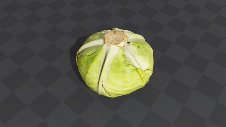 Head of Cabbage