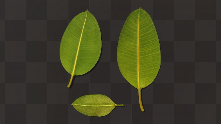 Reverse Side of Ficus Leaves