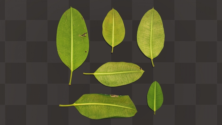 Ficus Leaves