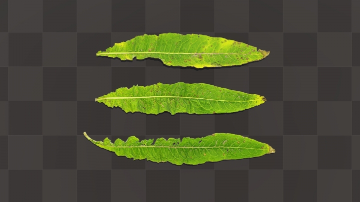 Green Sorrel Leaves