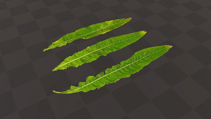Green Sorrel Leaves