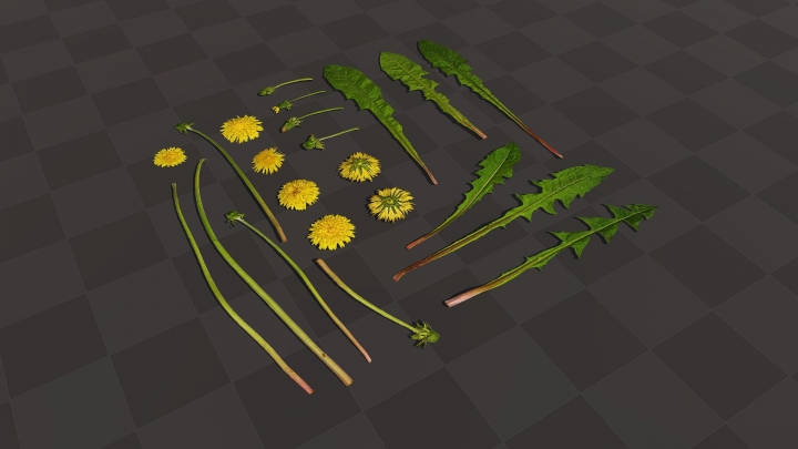 Dandelion Stems and Leaves