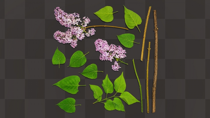 Lilac Leaves and Stems