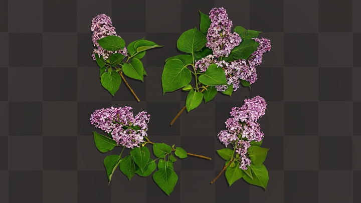 Lilac Branches
