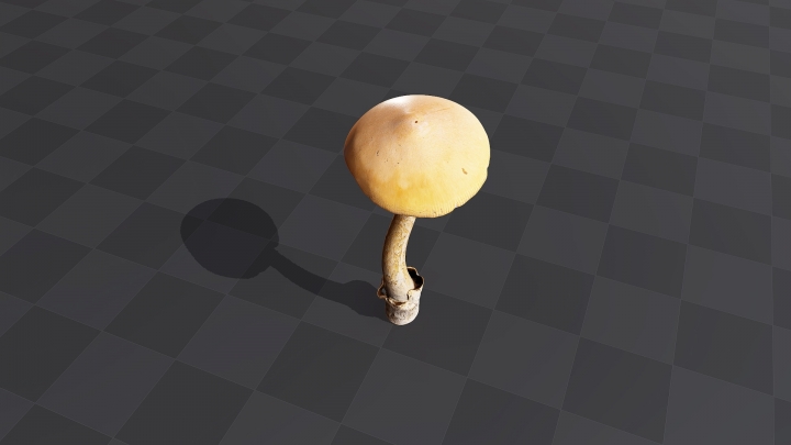 Thin Brown Mushroom