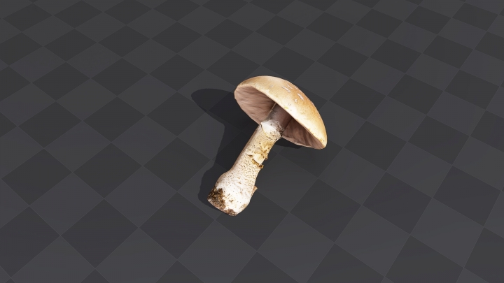 Mushroom with Big Hat