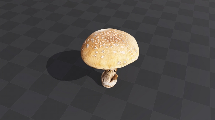 Mushroom with Big Hat