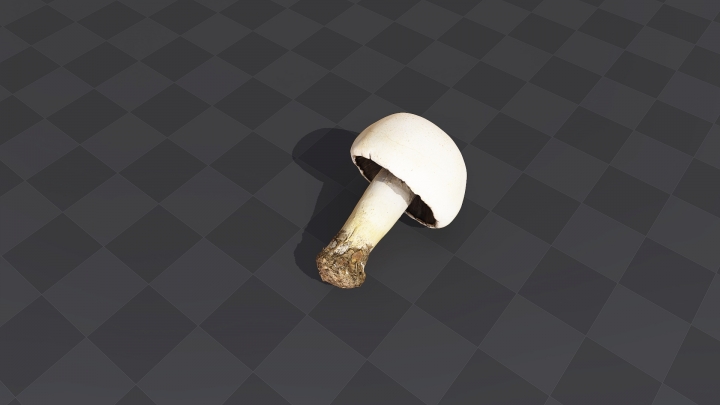 Mushroom with White Cap