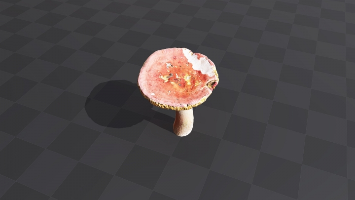 Mushroom «Russula»
