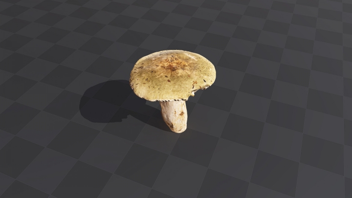 Large Forest Mushroom