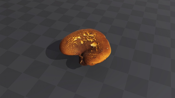 Brown Forest Mushroom
