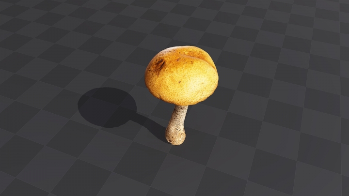 Mushroom «Leccinum»