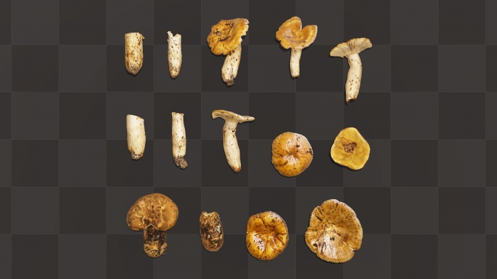 Сухие пожухлые грибы