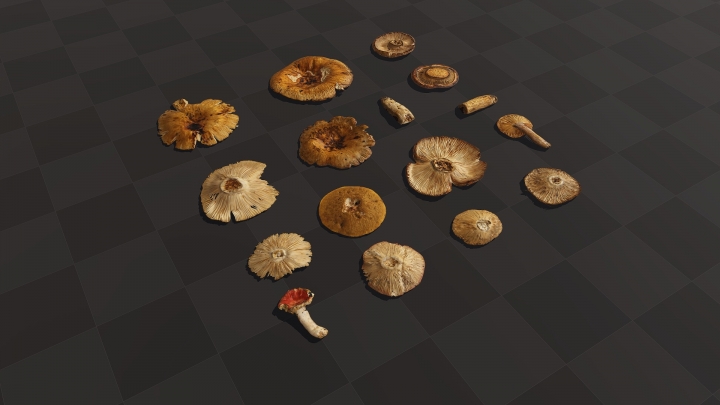 Сухие пожухлые грибы