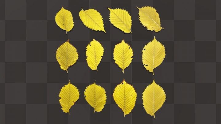 Yellow Elm Leaves