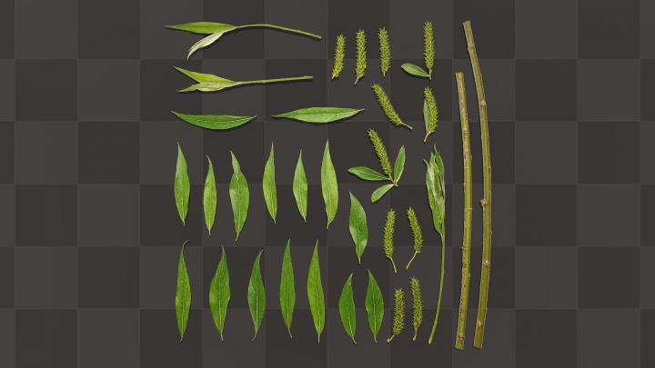 White Willow Leaves