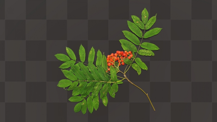 Branche de Rowan avec fruits