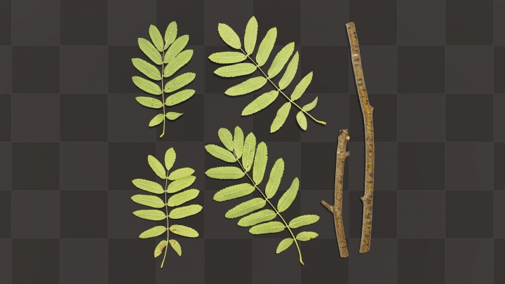Branches et feuilles de Rowan