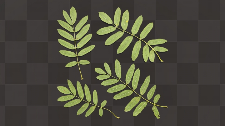 Green Leaves of Rowan