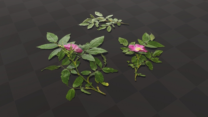 Feuilles et fleurs de rose musquée