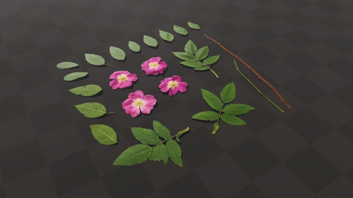 Fleurs et feuilles de rose musquée