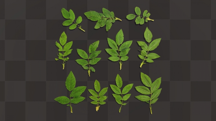 Green Rosehip Leaves