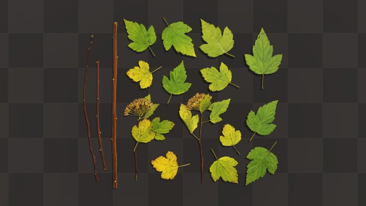 Branches et feuilles d'un buisson