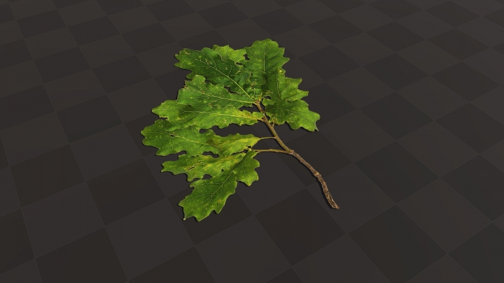 Small Oak Branch