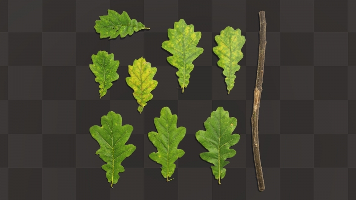 Branche et feuilles de chêne