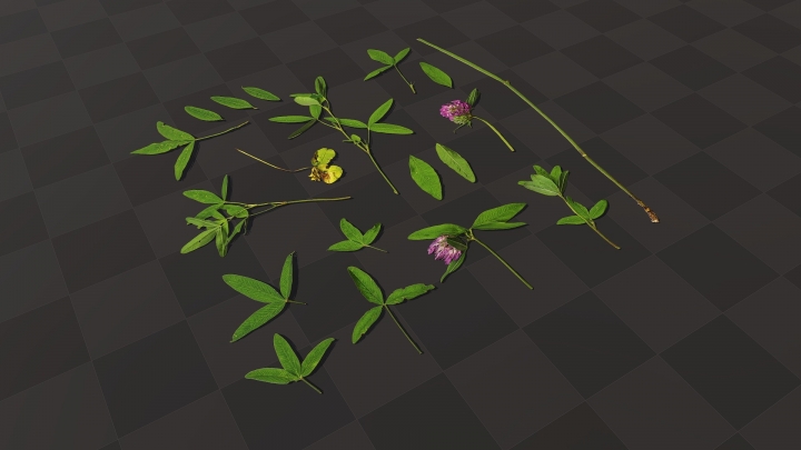 Цветки и листья клевера