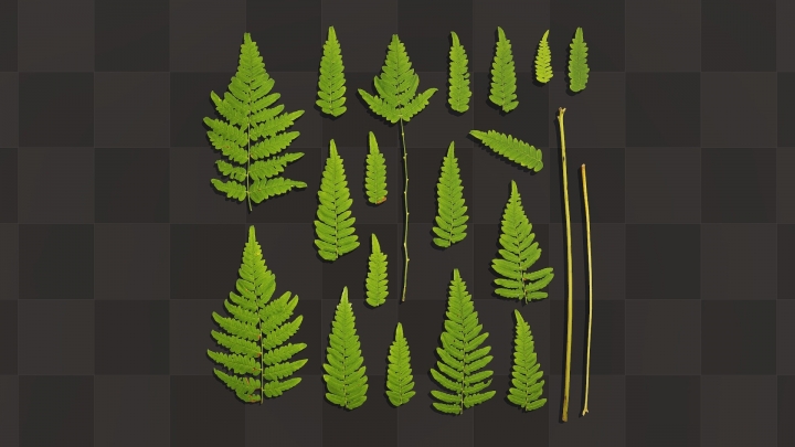 Fern Leaves and Stems