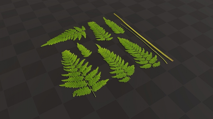 Fern Leaves and Stems