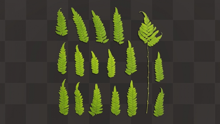Fern Leaves