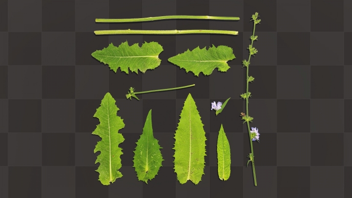 Chicory Leaves and Stems