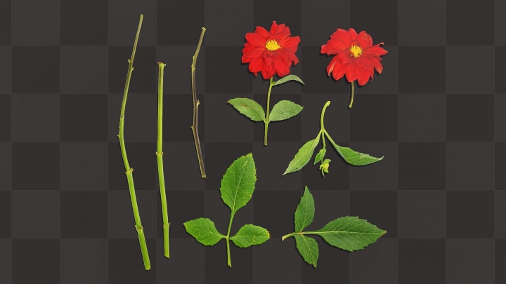Red Hydrangea Flower