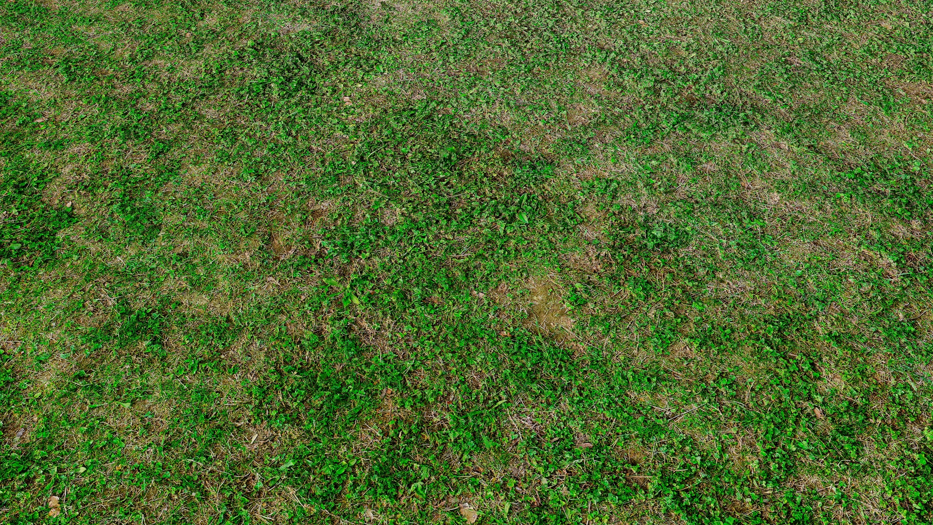 Green Meadow in the Forest - download free seamless texture and ...