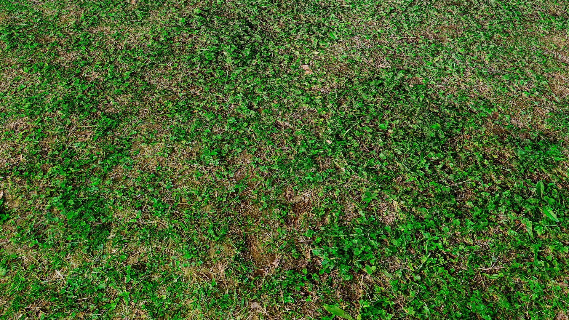 Green Meadow in the Forest - download free seamless texture and ...